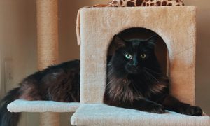 Large black cat sits in a cat tree