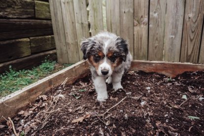 A Guide to the Mini Aussie, Actually Known as Mini Americans | PawTracks