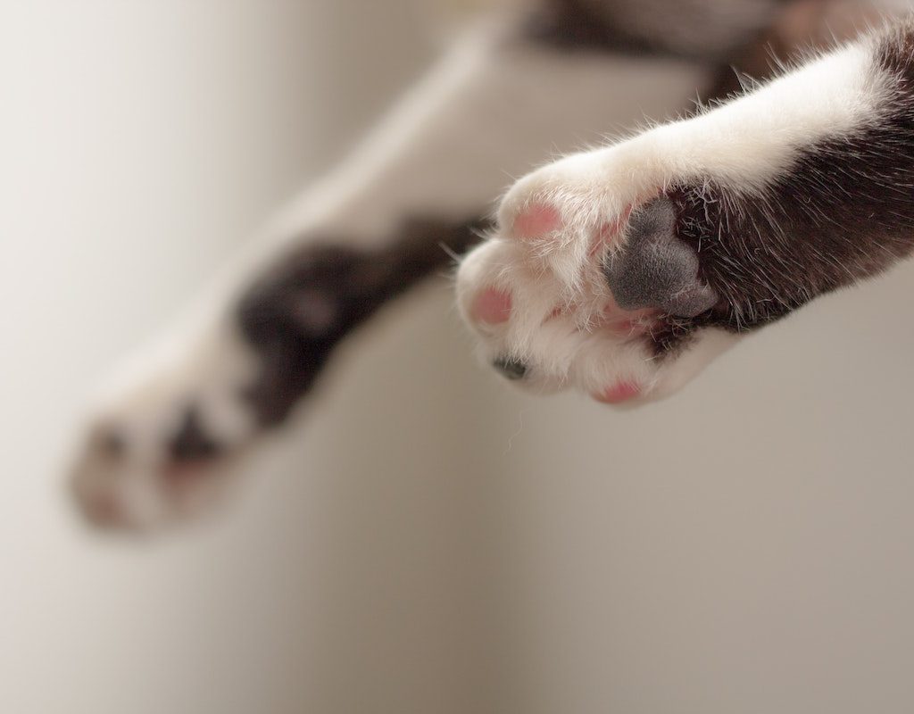 Cat with white paws lying down