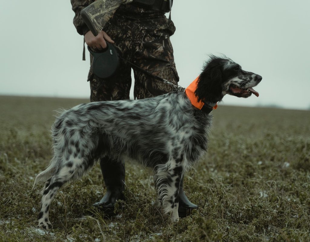 English setter in a field