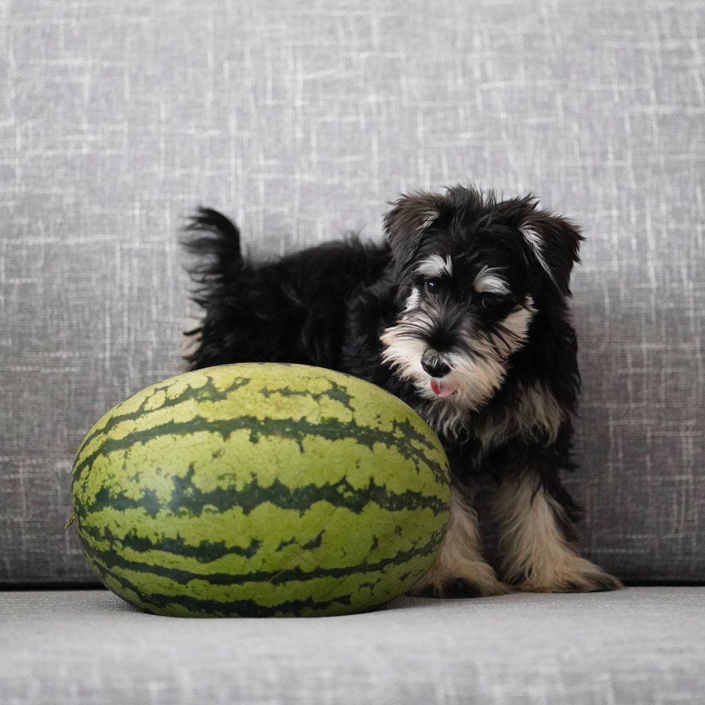 A schnauzer puppy stands next to a watermelon on a gray chair