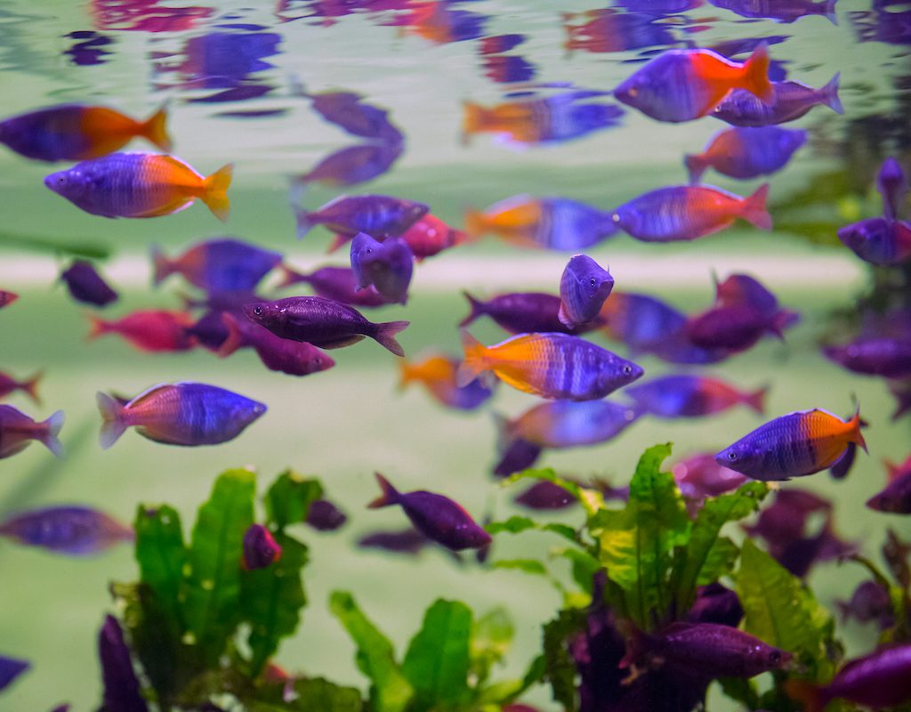 A school of rainbowfish in a tank