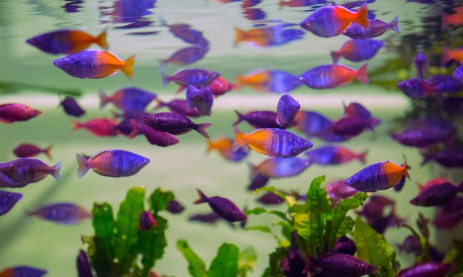A school of rainbowfish in a tank