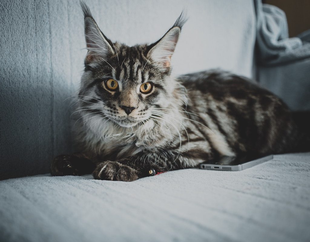 Maine Coon cat