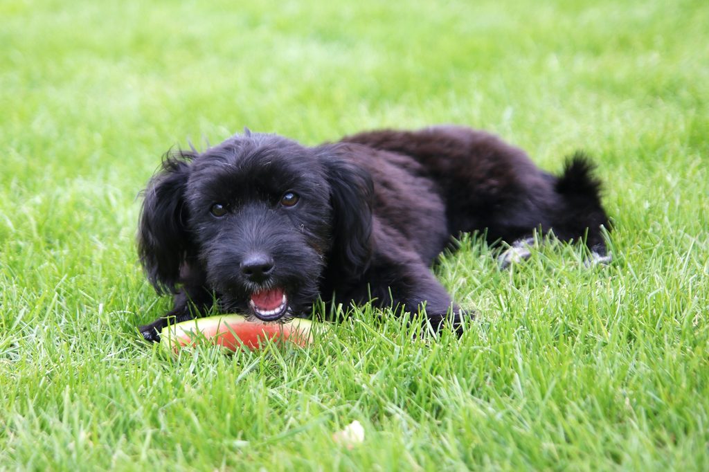 A small black dog lies in the grass next to an eaten slice of watermelon with just the rind remaining