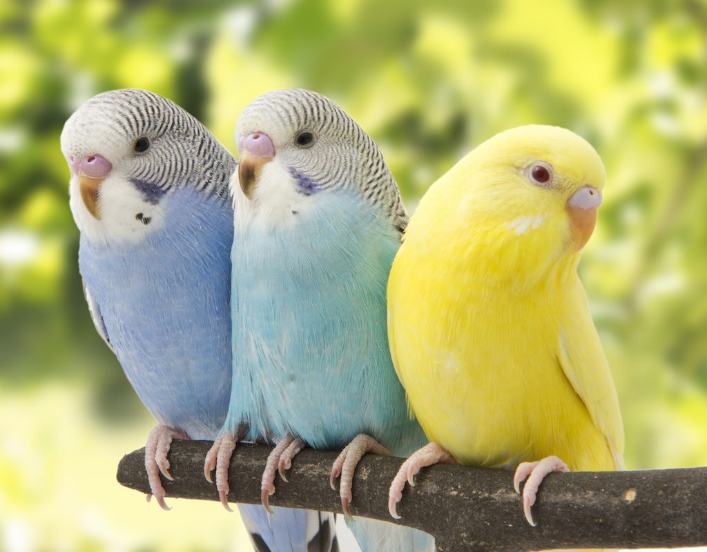 Three beautiful budgies perch on a branch outside