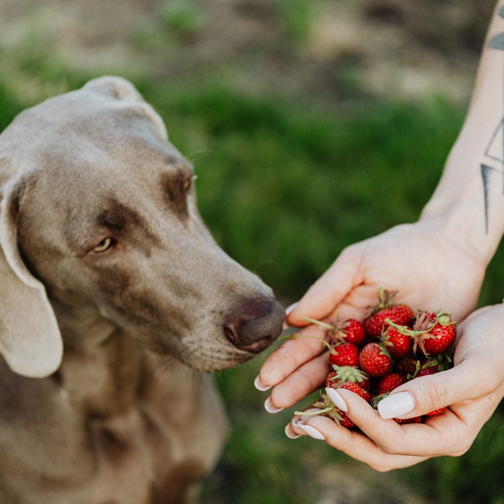 Weimaraner sniffing strawberries in a person's hands