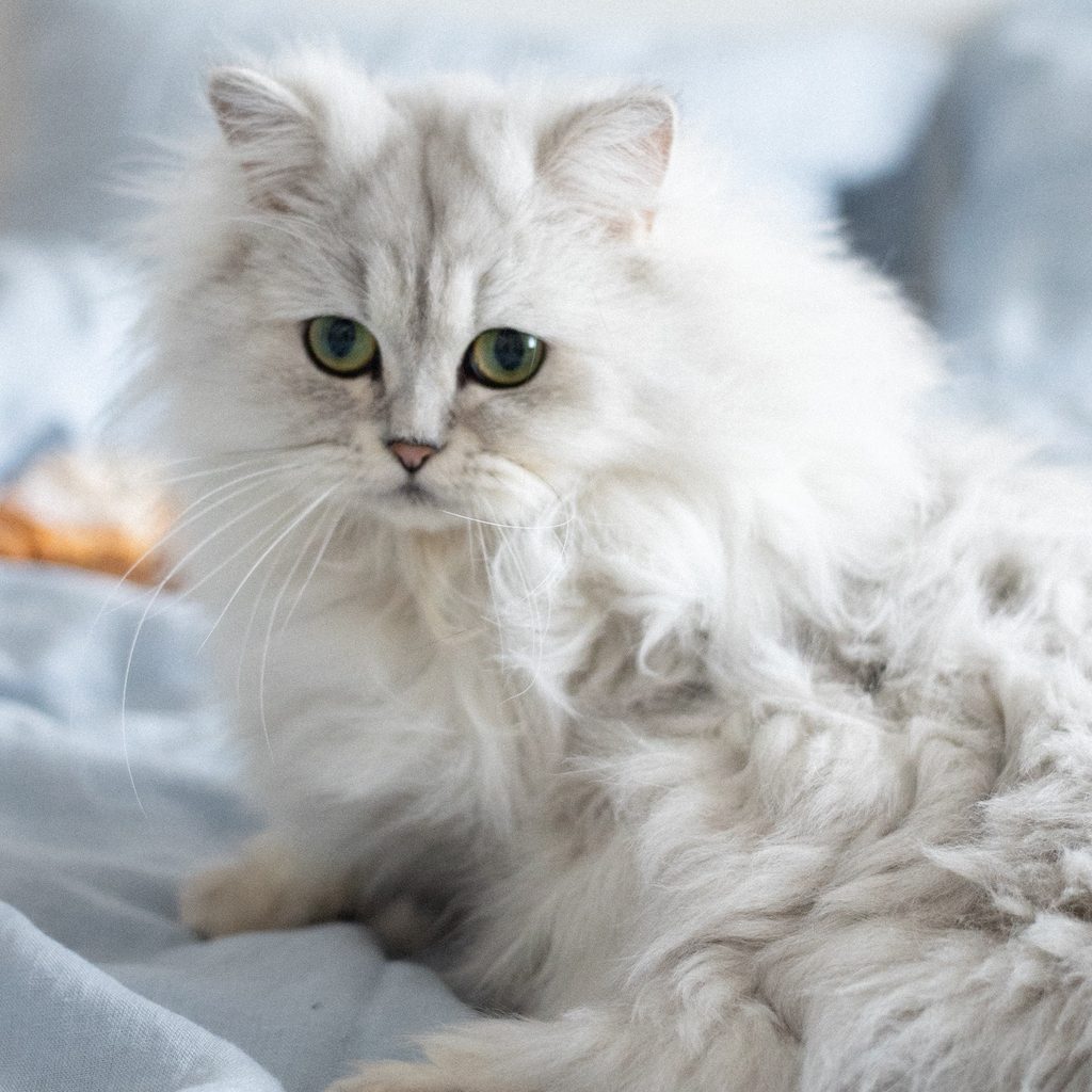 a white Persian cat sits on the bed sheets, looking forward