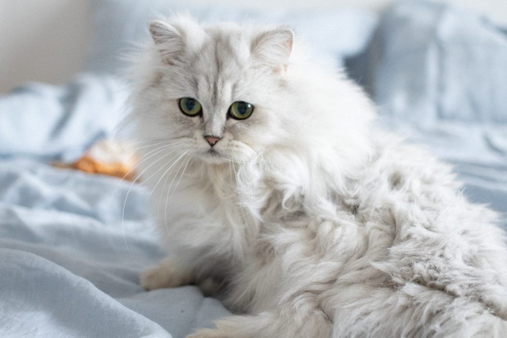 a white Persian cat sits on the bed sheets, looking forward