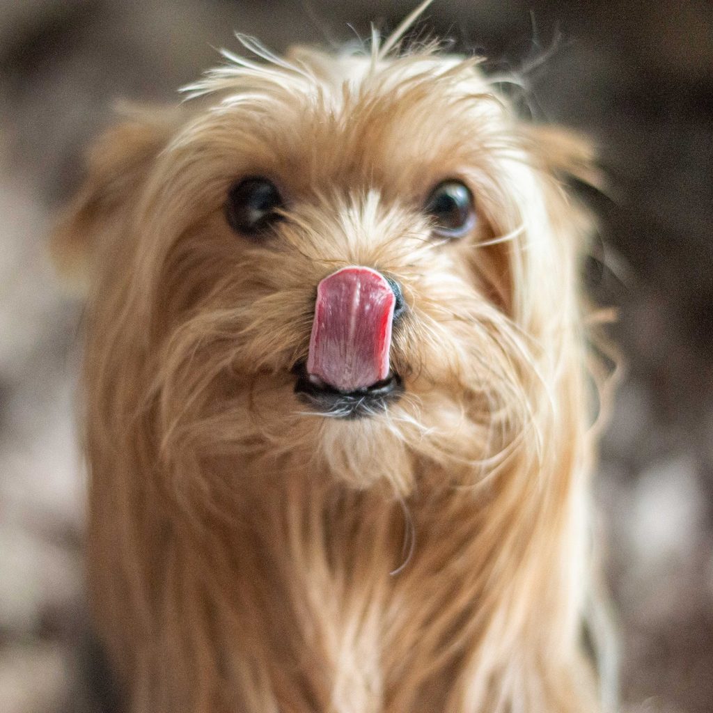 Yorkshire terrier dog licks their nose