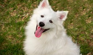 American Eskimo dog smiling at the camera