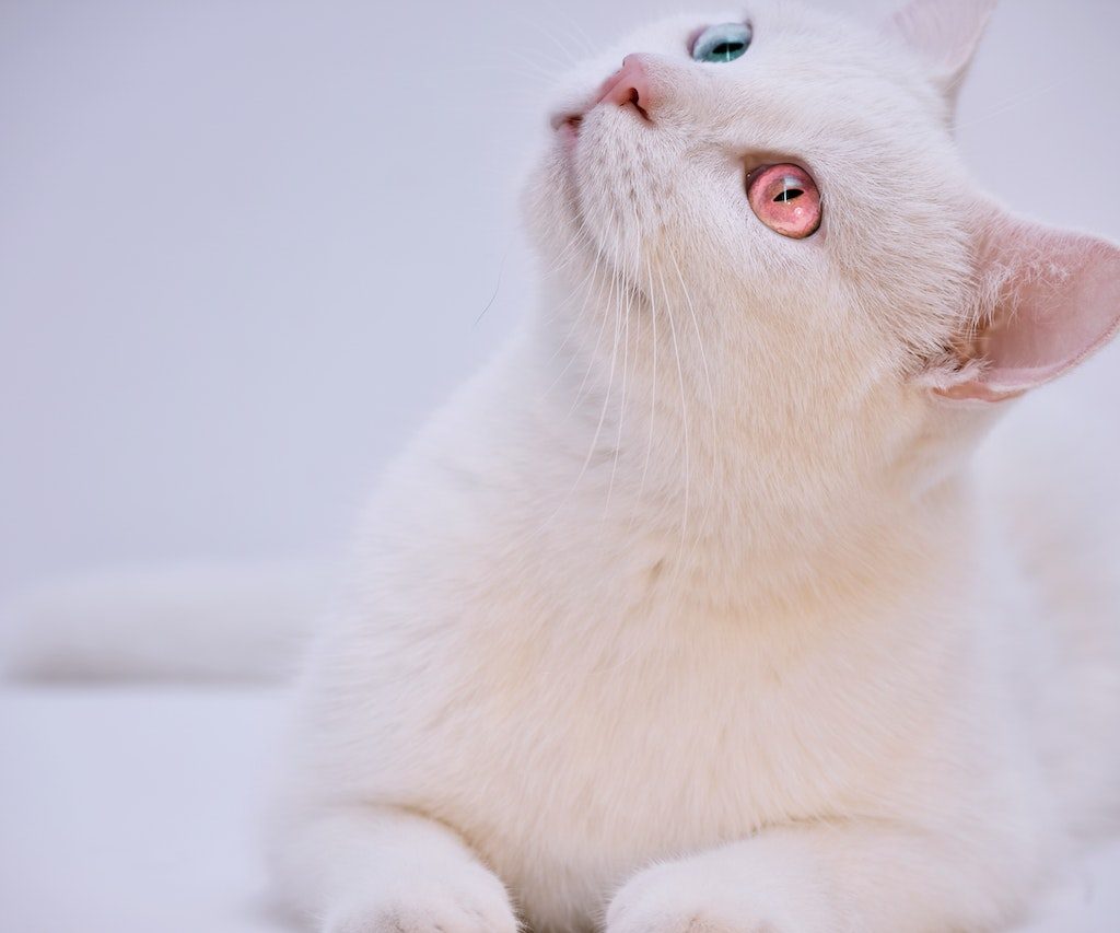 An albino cat lies on a white backdrop. The cat has one pale blue eye and one pinkish-red eye.