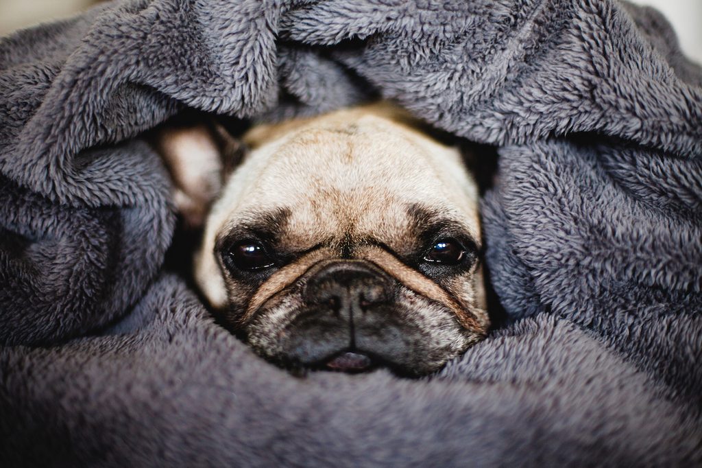 A frenchie makes himself into a dog burrito by wrapping himself in a blanket
