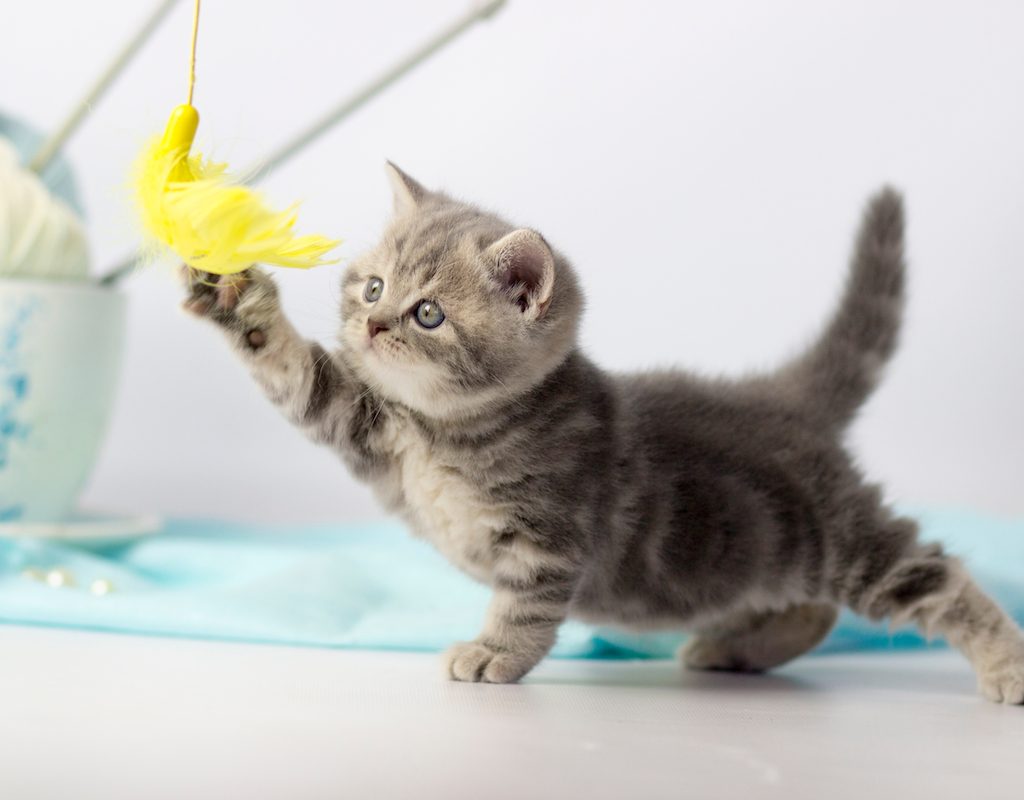 Kitten plays with a yarn ball on a string