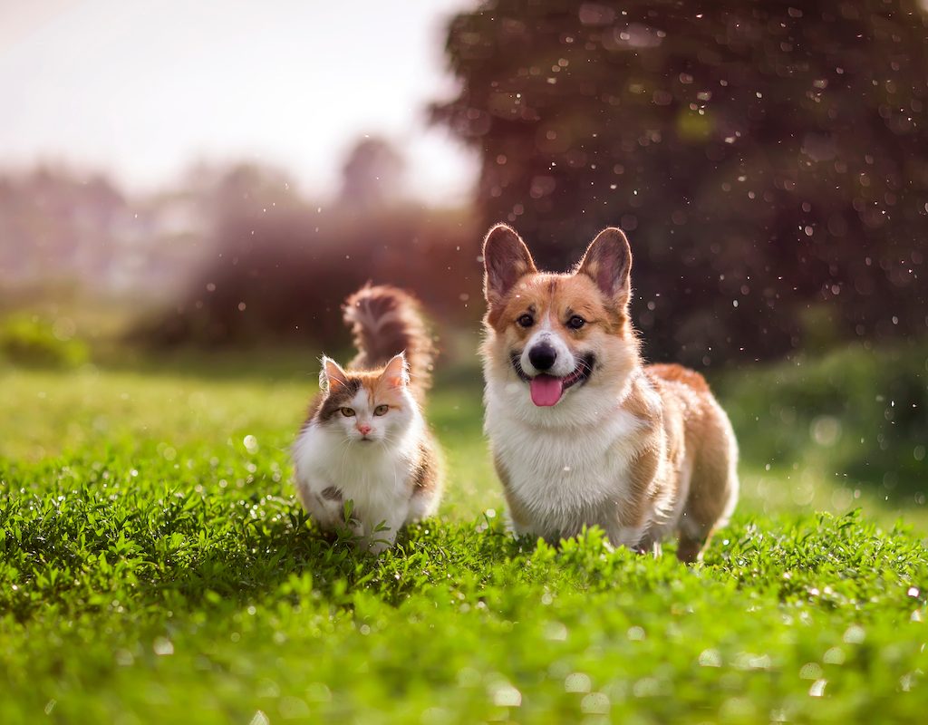A corgi and a cat stand in the grass