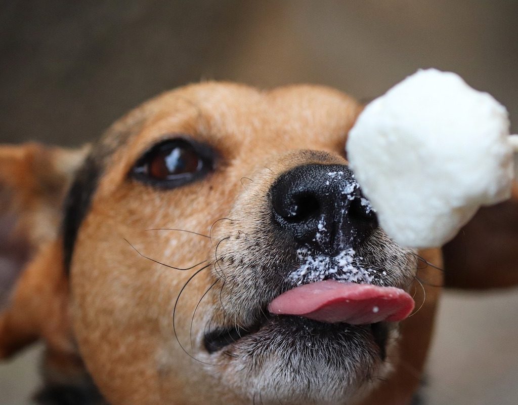 Dog licks a chunk of ice off of a stick