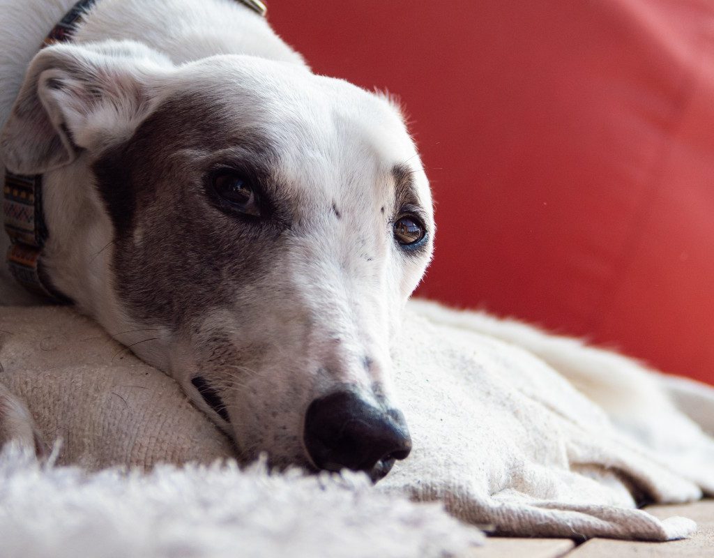 A greyhound on a fuzzy rug
