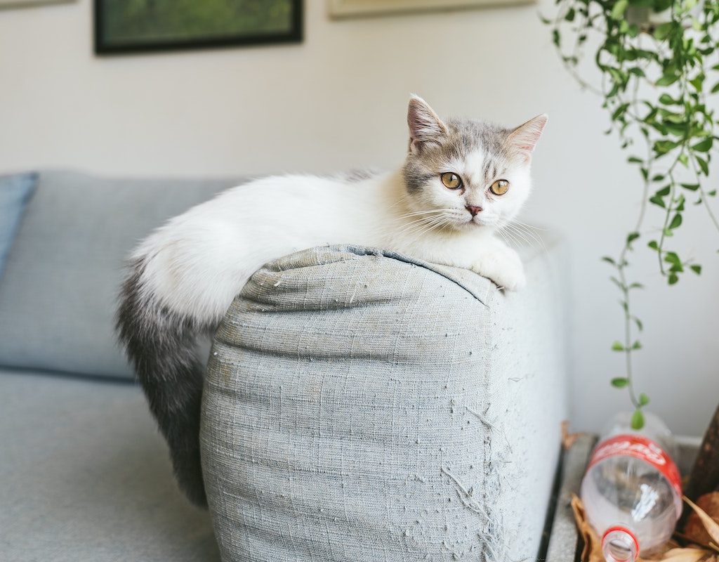 A munchkin cat perches on the sofa