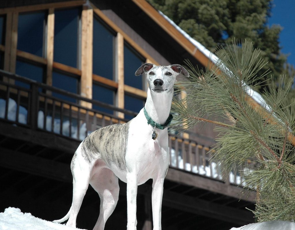 Proud-looking greyhound dog in the snow