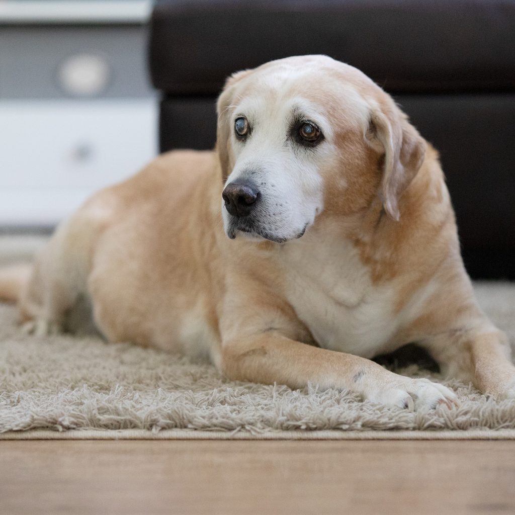 An elderly Labrador retriever sits on a carpet indoors