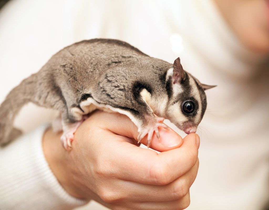 A sugar glider sits on a woman's hand