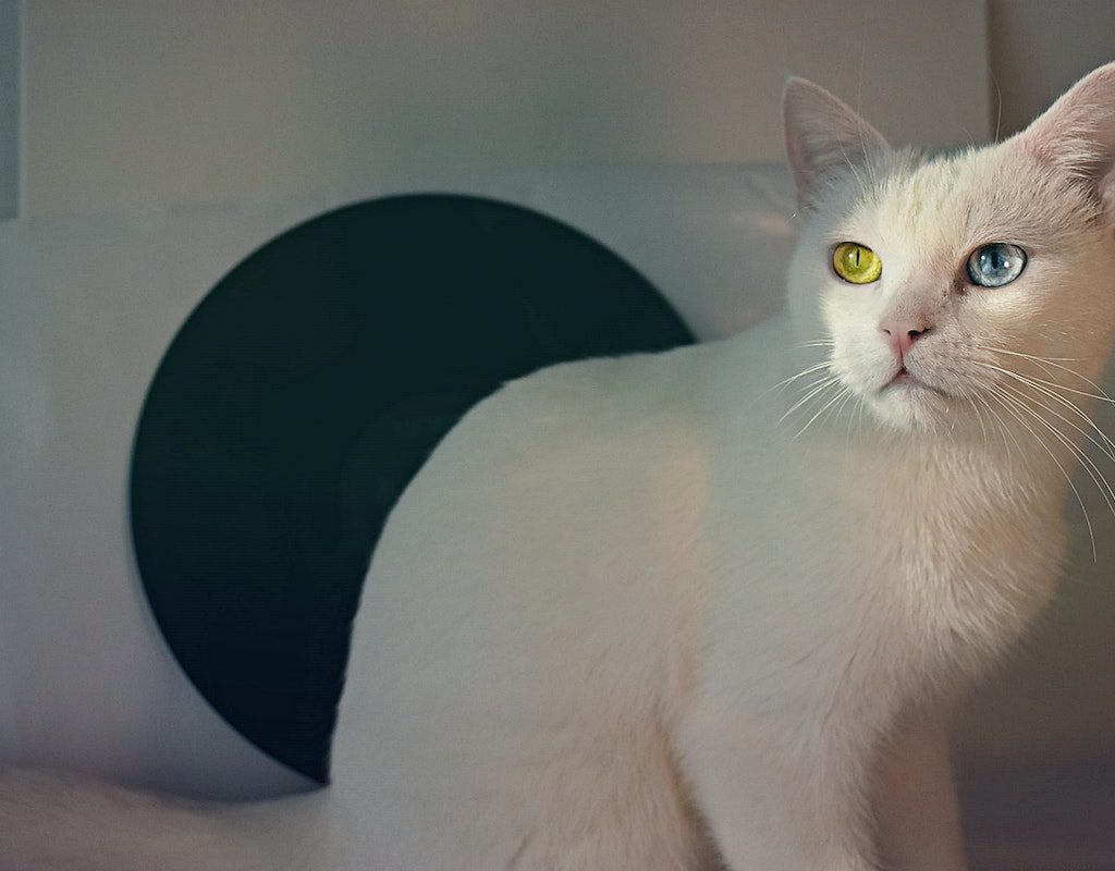 White cat with two different color eyes