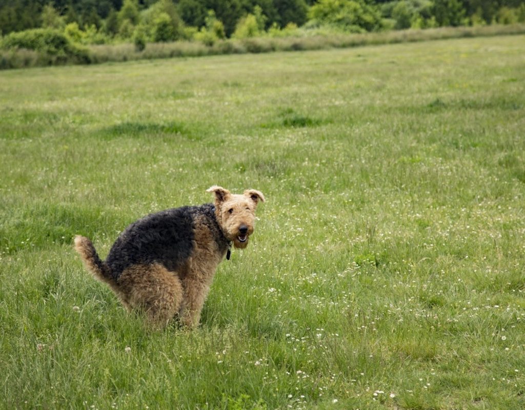 Airedale dog terrier squatting to poop in a grassy field