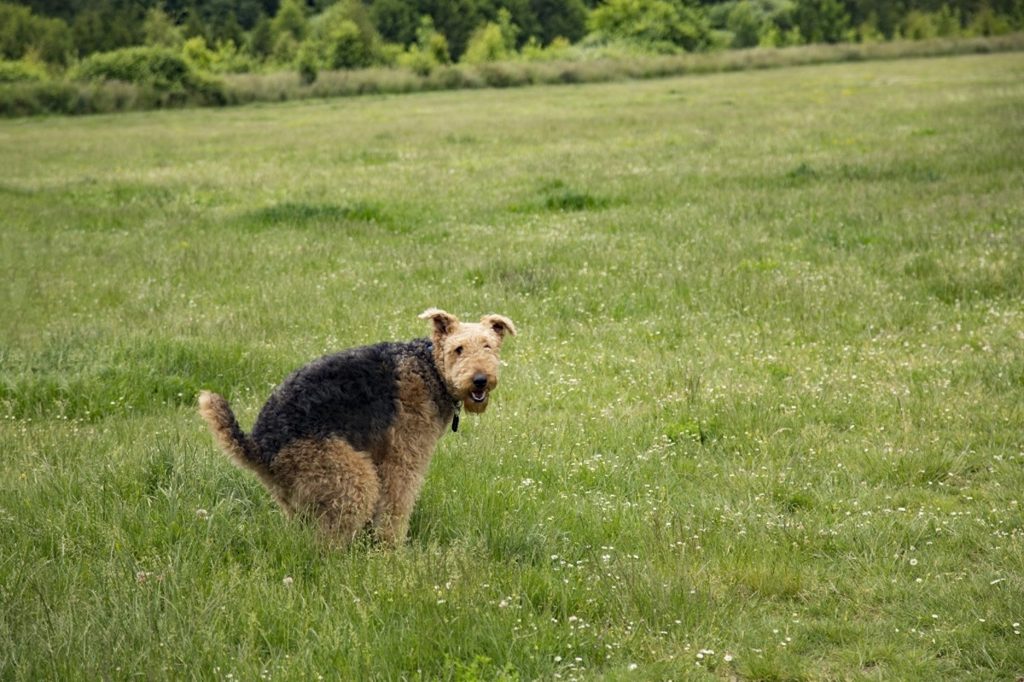 Airedale dog terrier squatting to poop in a grassy field
