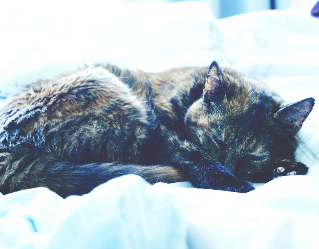 A brindle cat on white sheets