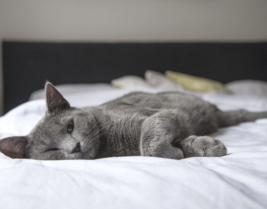 A gray cat sleeping on the bed
