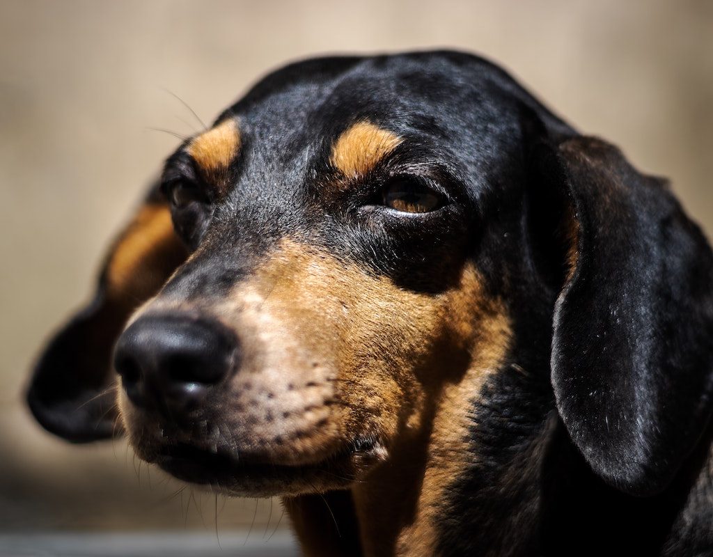 A portrait of a brown/black dog with floppy ears
