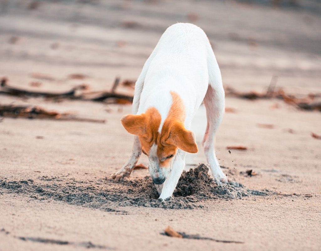 Dog digs into the sand on a beach