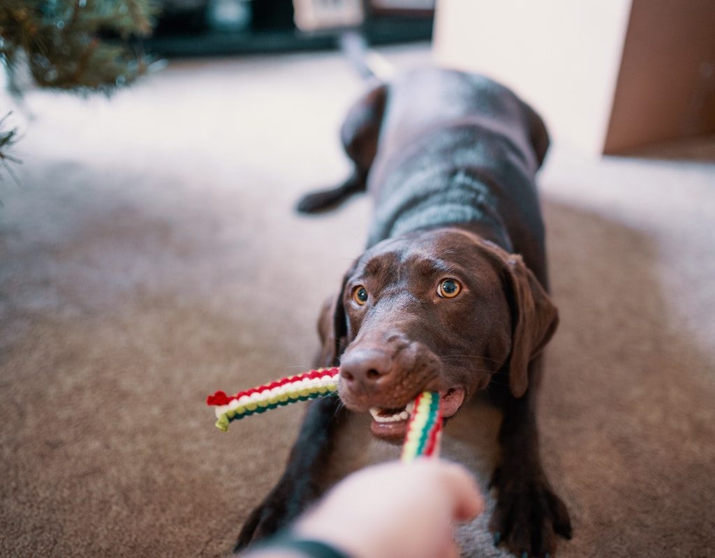 a large dog with floppy ears playing with a ragbone