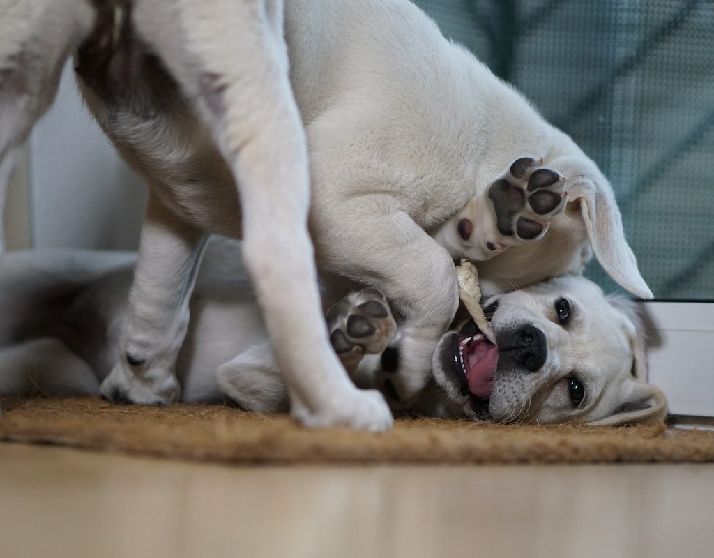Two Labrador puppies play with each other until one gives up by two