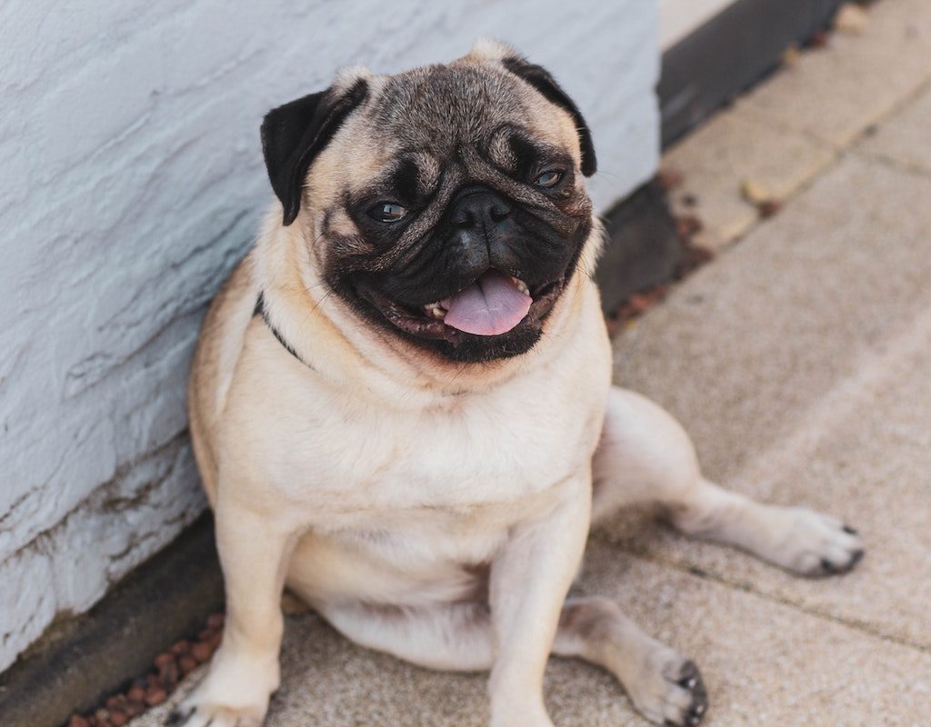 a pug sitting on the sidewalk by a white wall