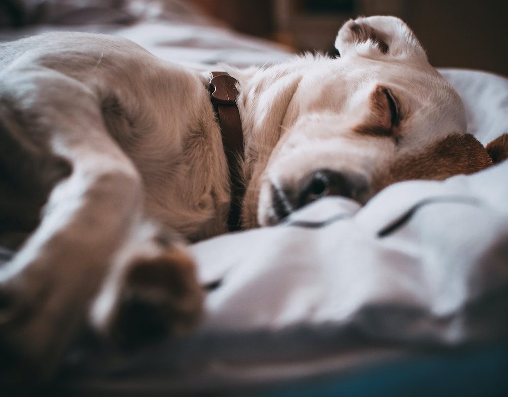 A sleeping dog on a pillow