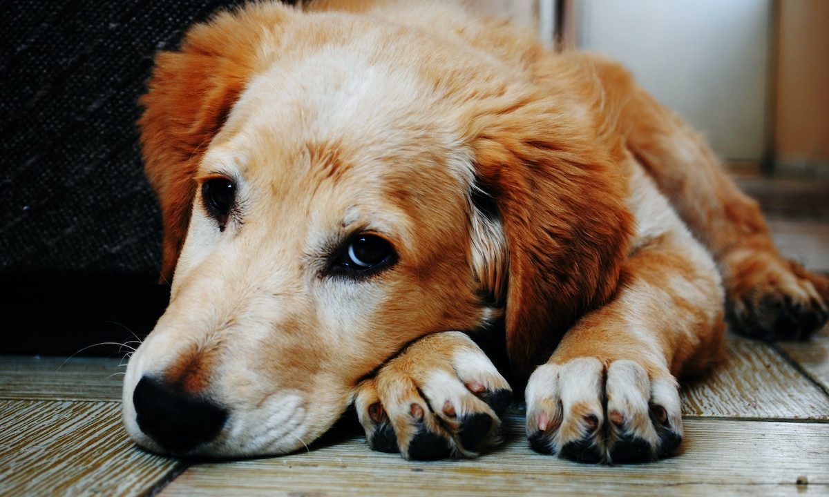 An old, tired golden retriever lying down