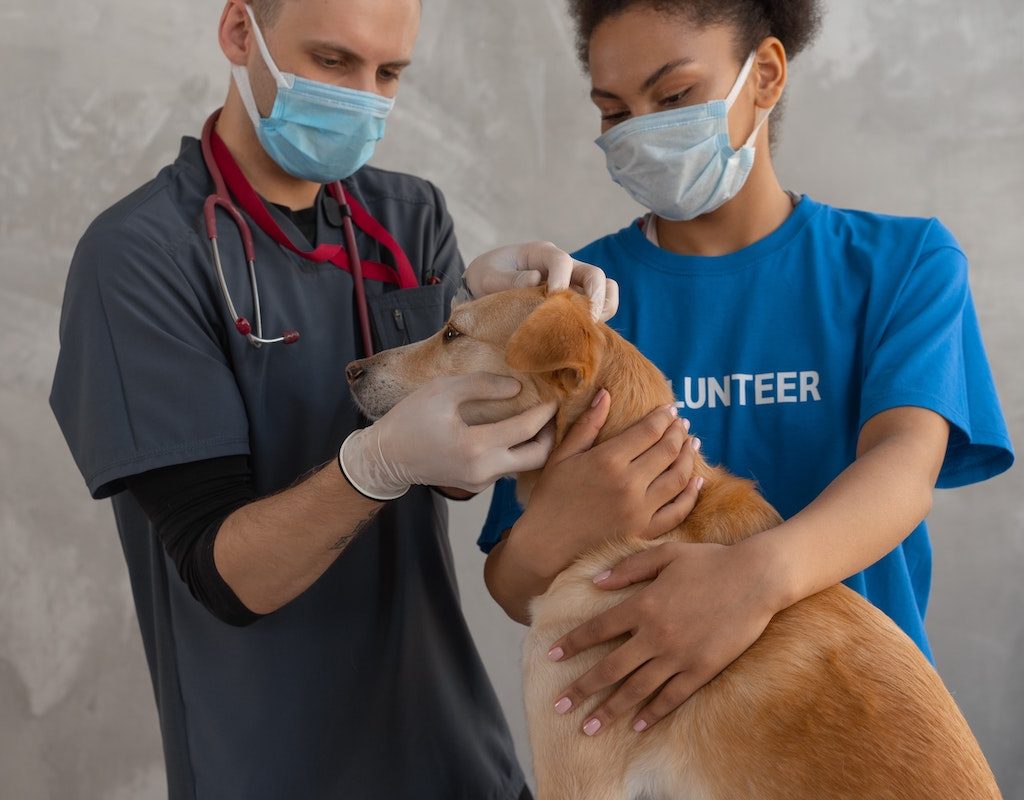 Two masked vets examining a dog