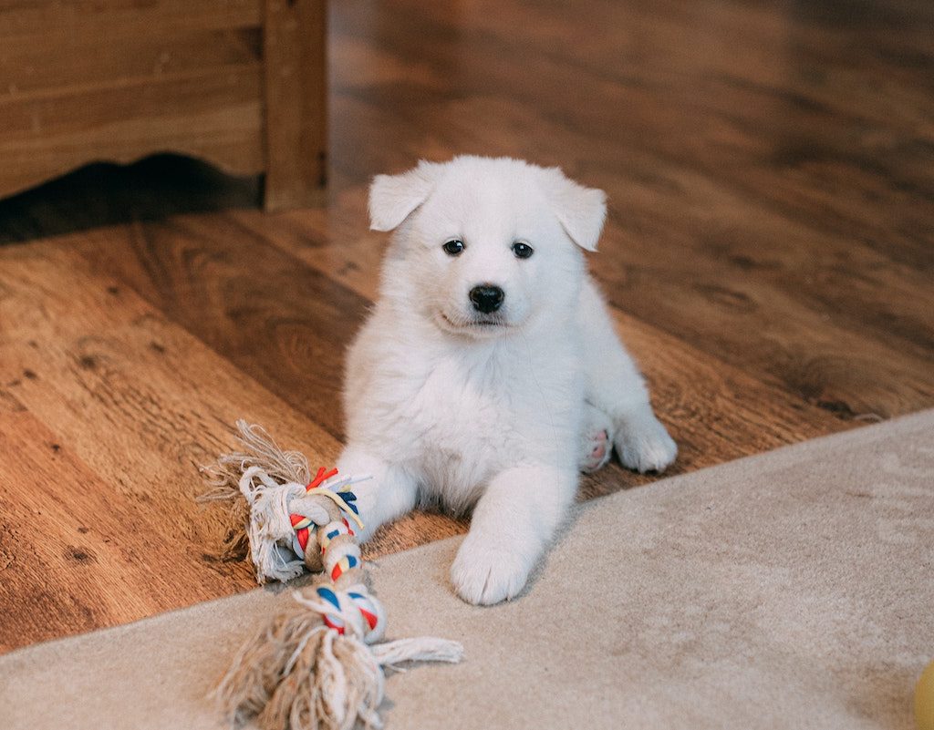 A white furball dog with a ragbone