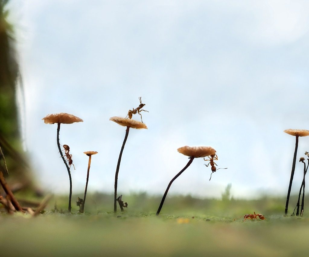 Ants crawling across wild mushroom caps.