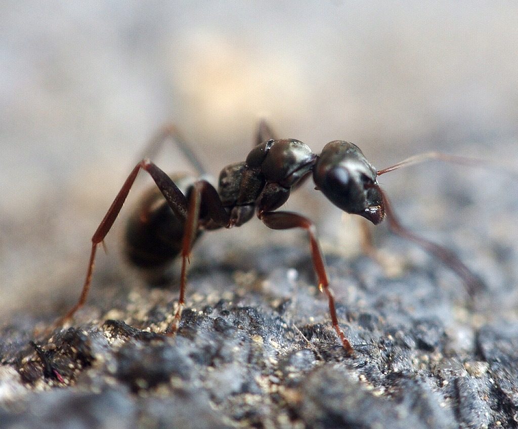 Black ant macro image