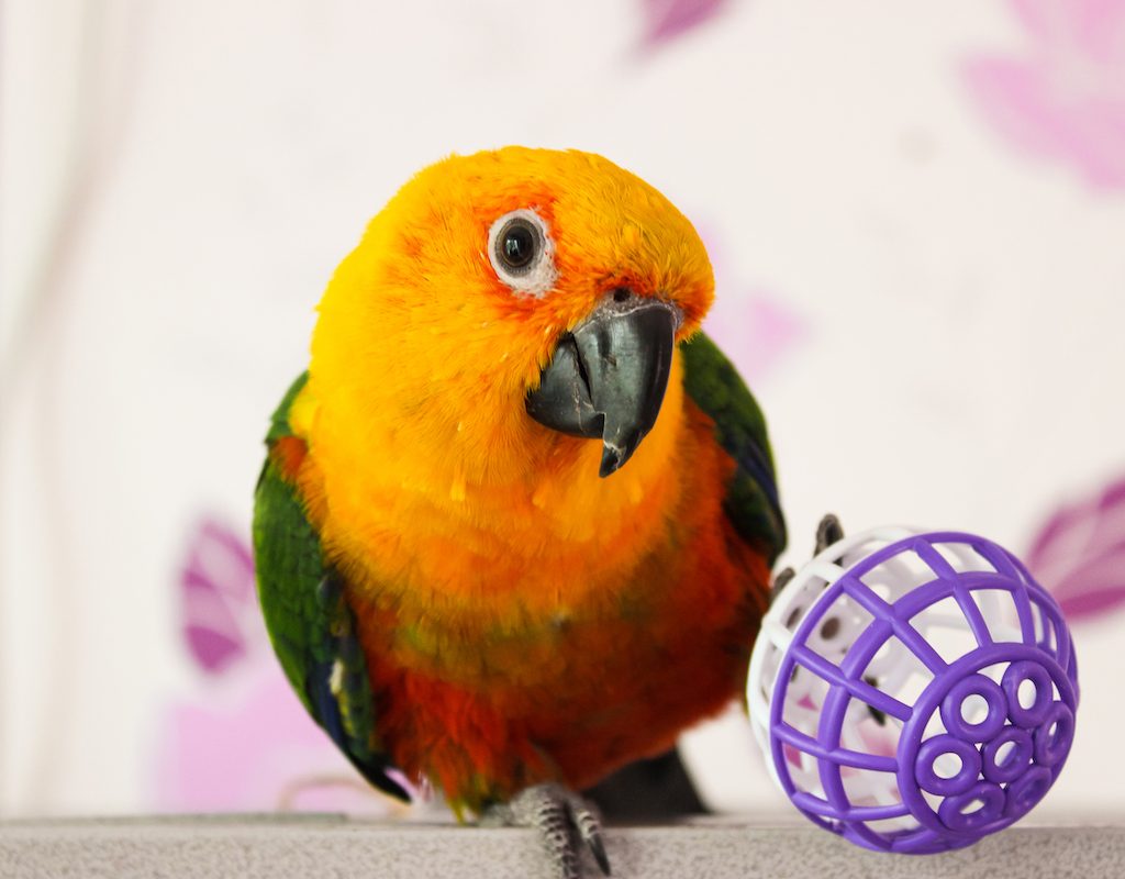 Sun conure parrot tilts its head while standing next to a ball