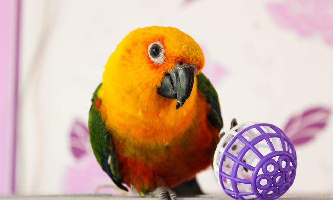 Sun conure parrot tilts its head while standing next to a ball