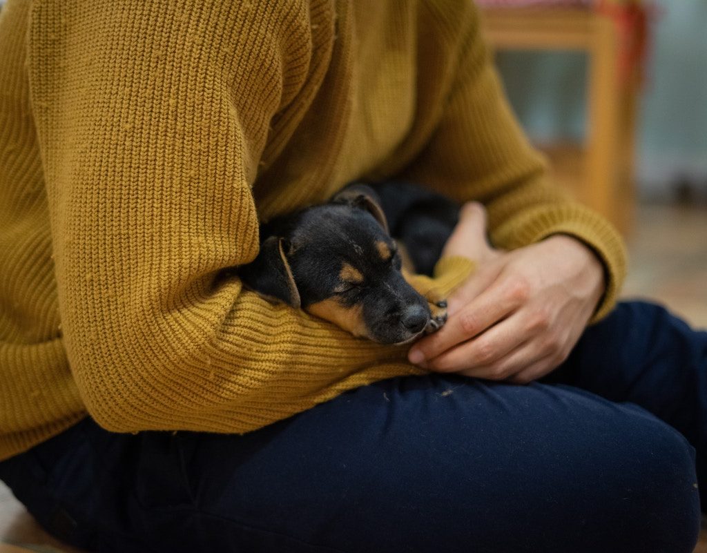 Puppy sleeping on lap of human with mustard yellow sweater