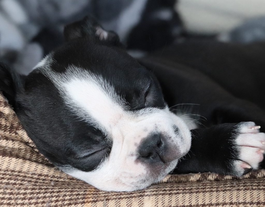 french bulldog puppy sleeping on beige mat