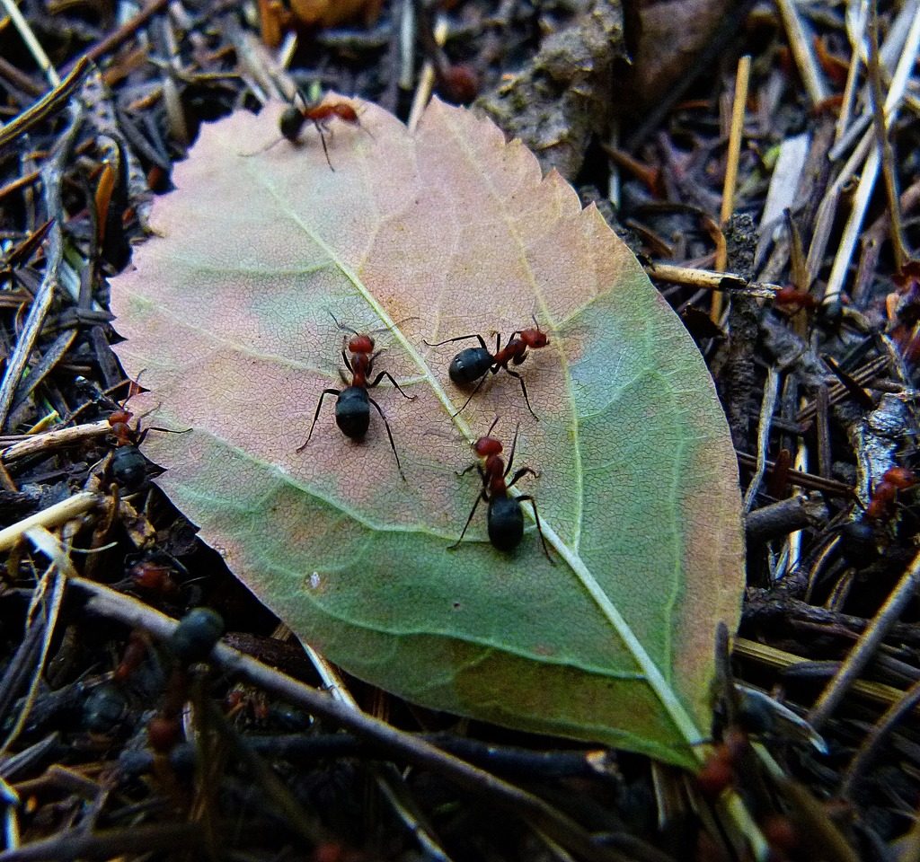 Red ants crawling on a fallen leaf.
