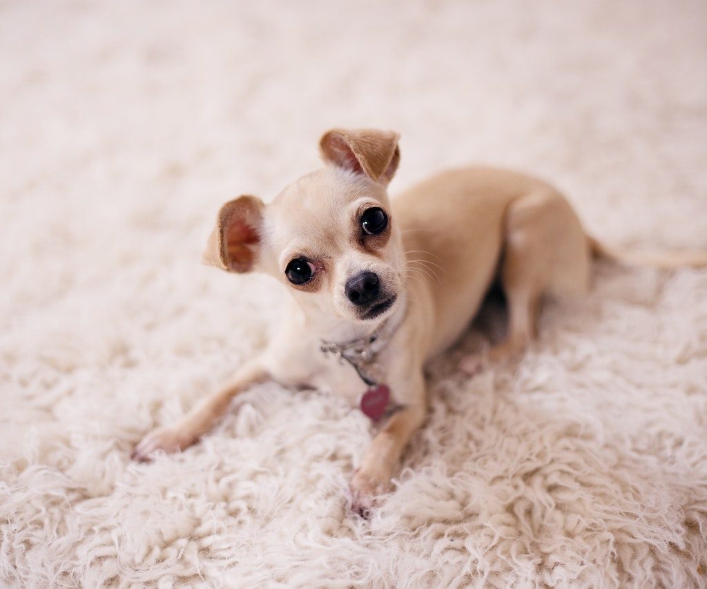 A tiny beige chihuahua lies on a shaggy beige rug with their head cocked.