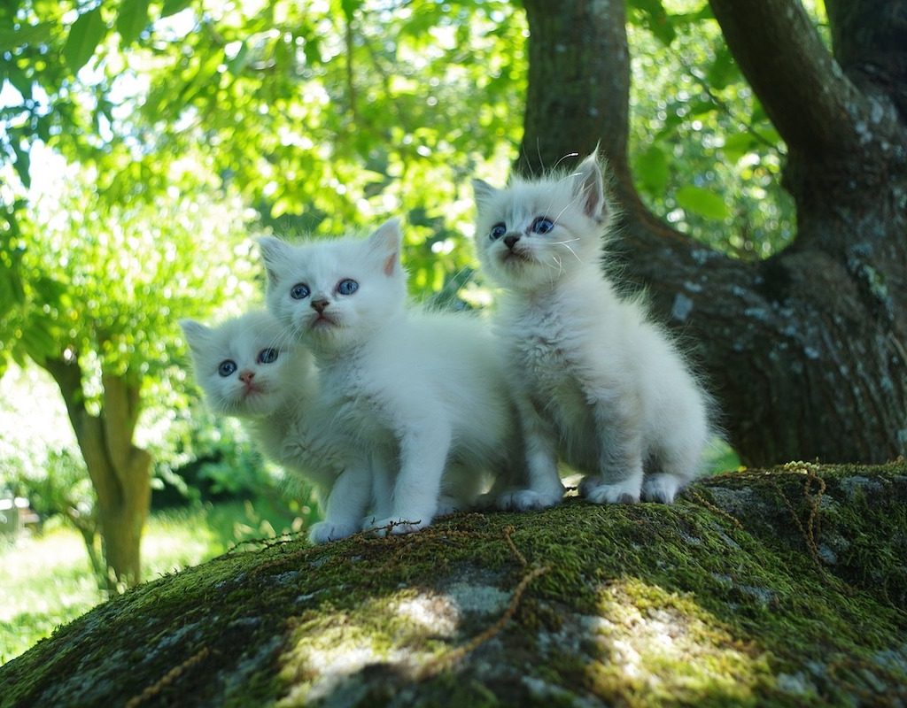 Little white kittens outside