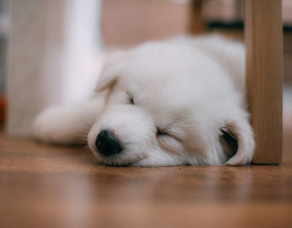 A white puppy sleeps on the floor