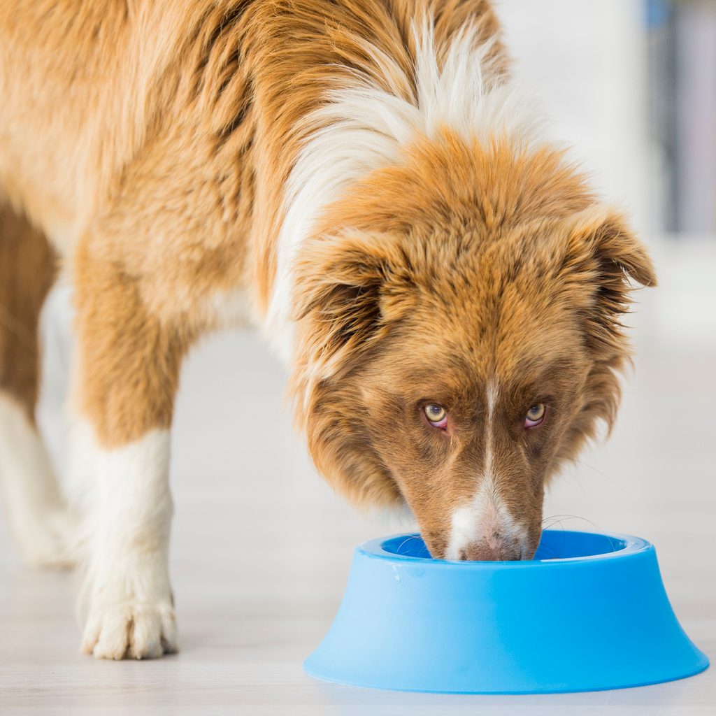 A border collie is eating dry kibble food from his dog bowl.